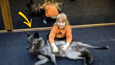 Ils adoptent un loup comme animal de compagnie, il devient un véritable membre de la famille
