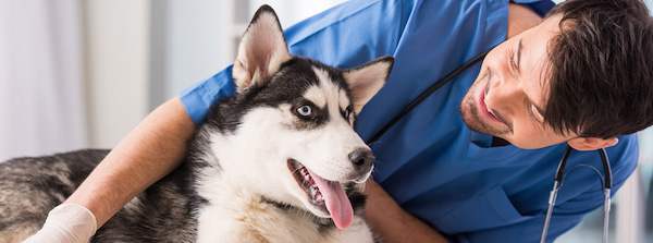 Je suis vétérinaire et voici les 5 habitudes quotidiennes que vous devriez interdire à votre chien