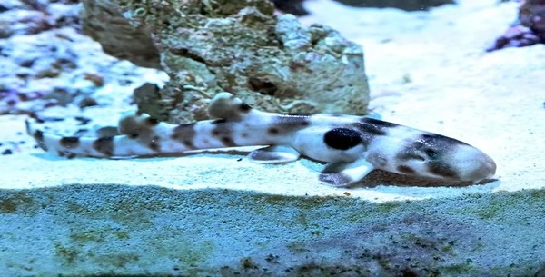 La naissance miraculeuse d'un requin épaulette orphelin de père : l'histoire de la première maman qui a surpris le monde
