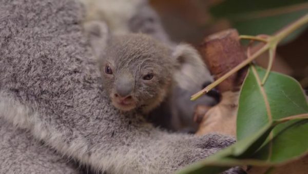 La rencontre magique entre une mère Koala et son nouveau-né, une scène incroyable