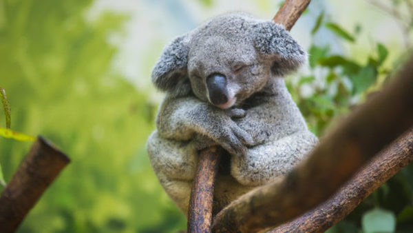 La rencontre magique entre une mère Koala et son nouveau-né, une scène incroyable
