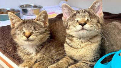 2 chatons aveugles inséparables trouvent enfin le foyer de leur rêve