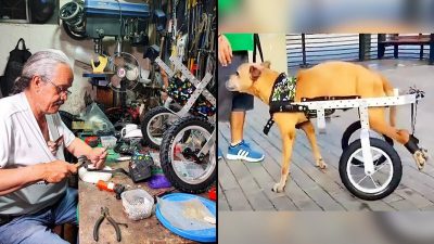 Il fabrique des fauteuils roulants pour les chiens et chats errants et leur cherche un foyer