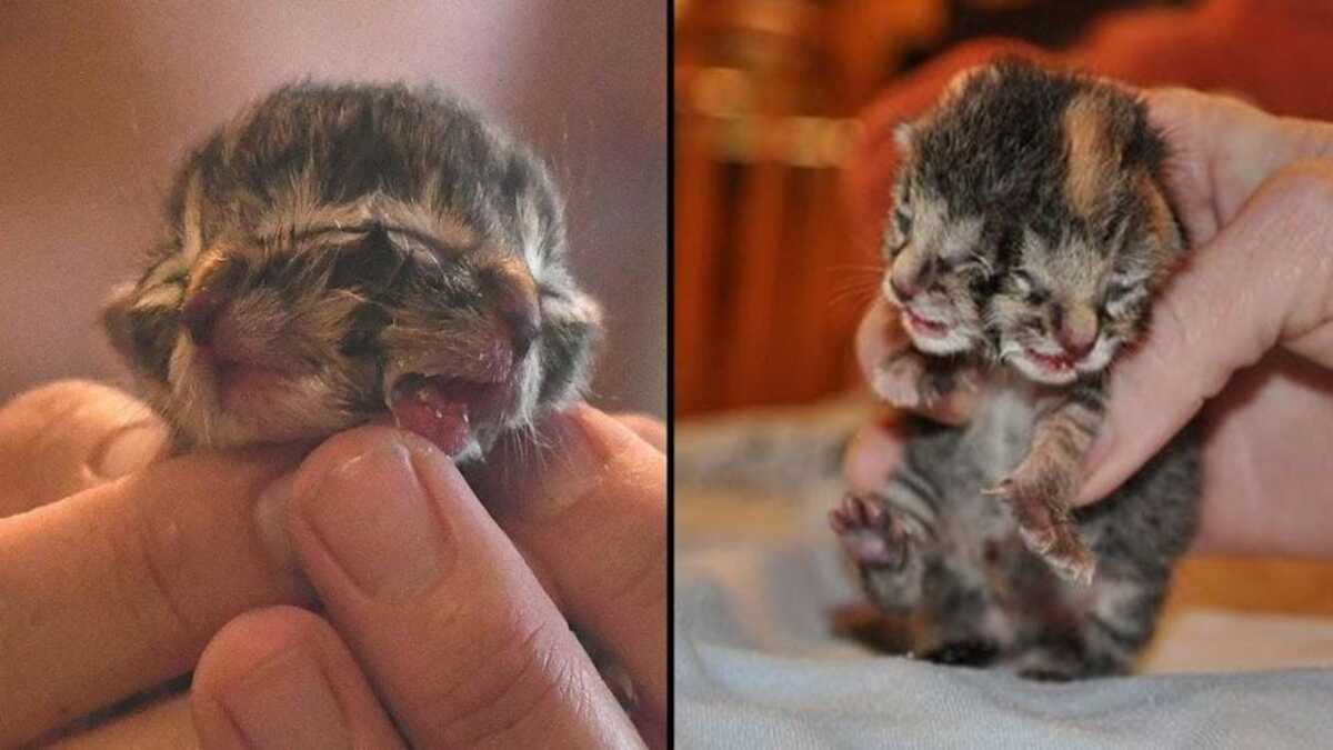 Cas rare d'un chaton né avec deux visages