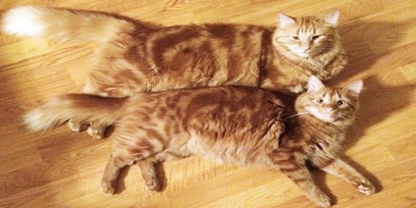 Le chat trouve un chaton identique à lui en version miniature, il l'élève comme son propre petit