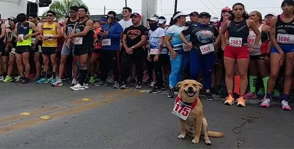 Le chien est célèbre pour courir des marathons avec son propriétaire