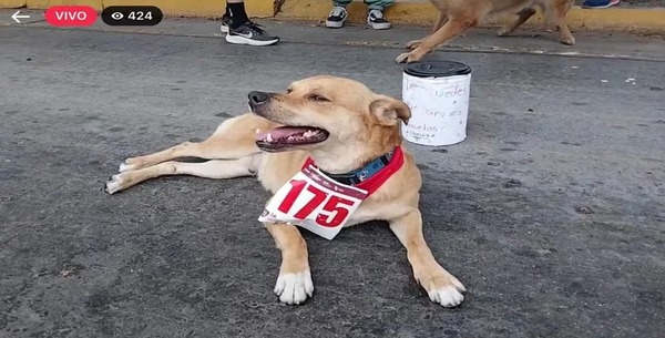 Le chien est célèbre pour courir des marathons avec son propriétaire