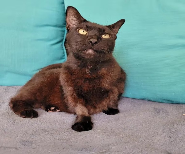 Le miracle d'Ohana : un chat en détresse qui voit sa vie basculer pour toujours