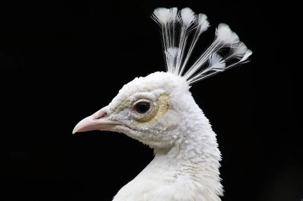 Le paon blanc : l’un des plus beaux oiseaux du monde (photos)