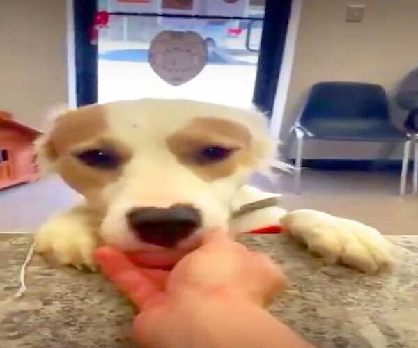 Ce chien ne s'arrête pas de sourire quand son nouveau propriétaire l'emmène pour une nouvelle vie