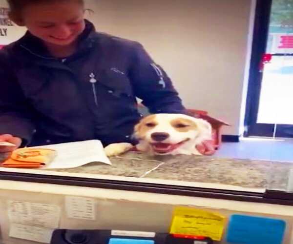 Ce chien ne s'arrête pas de sourire quand son nouveau propriétaire l'emmène pour une nouvelle vie
