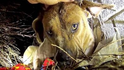 Le sauvetage émouvant d’une chienne errante avec ses chiots en détresse lors d’une tempête