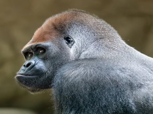 Le zoo de Barcelone perd Xebo, son plus vieux gorille : il avait 39 ans et est une espèce en voie de disparition