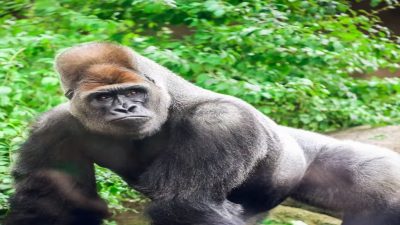 Le zoo de Barcelone perd Xebo, son plus vieux gorille : il avait 39 ans et est une espèce en voie de disparition