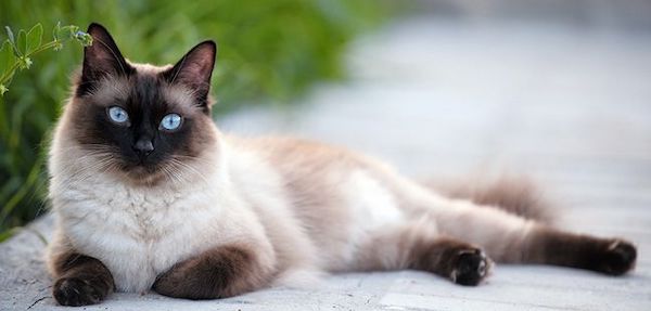 Les 3 meilleures races de chats, selon les vétérinaires