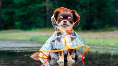Les astuces à connaître pour promener votre chien lorsqu’il pleut