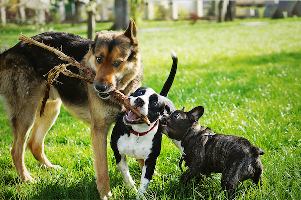 Les avantages de la socialisation des chiens à absolument connaître selon un vétérinaire