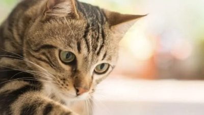 Les chats comprennent-ils les humains quand nous parlons ?