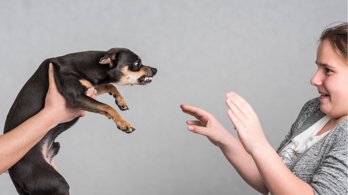 Les chiens sentent-ils vraiment la peur des autres ? La réponse dévoilée