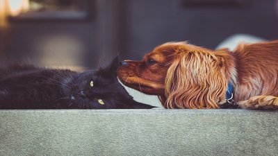 Les meilleurs conseils pour une coexistence saine et heureuse entre votre chien et votre chat