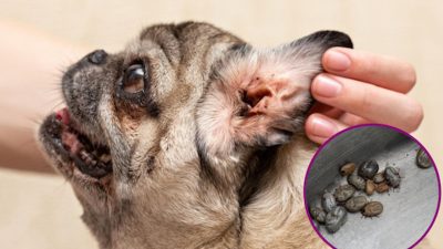 Les parasites les plus courants chez les chiens qui mettent leur santé en danger