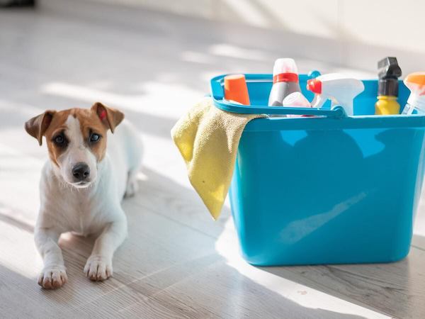 Les précautions à prendre avec votre animal lors de l'utilisation de produits de nettoyage