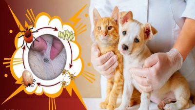 Les principales maladies transmises par les tiques à votre chien ou votre chat