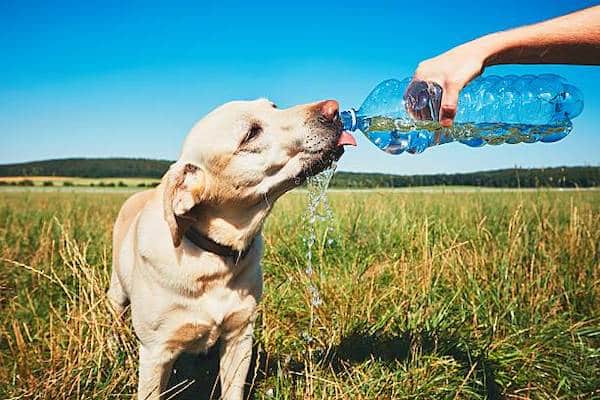 Les raisons inquiétantes pour lesquelles un chien boit trop d'eau