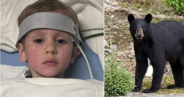 Les sauveteurs retrouvent un garçon disparu en forêt, il affirme avoir été secouru par un ours