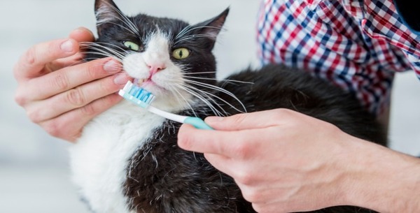 L'importance du brossage dentaire chez les animaux de compagnie : prenez soin de leur santé buccale