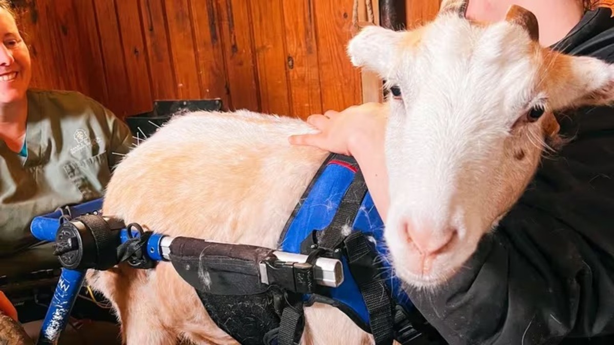 Lolli, la chèvre en fauteuil roulant qui doit recevoir des prothèses et des thérapies spéciales
