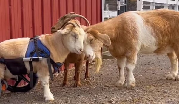 Lolli, la chèvre en fauteuil roulant qui doit recevoir des prothèses et des thérapies spéciales