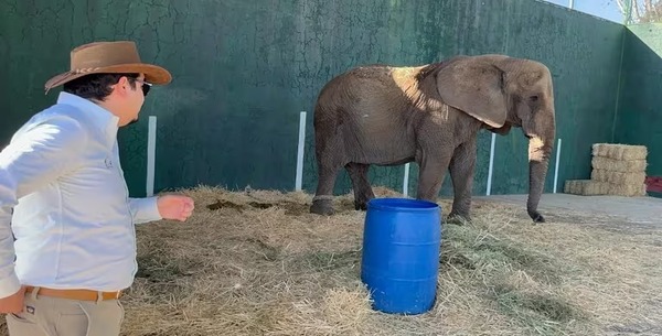 Cette éléphante en état de détresse a été trouvée dans un champ semi-abandonné