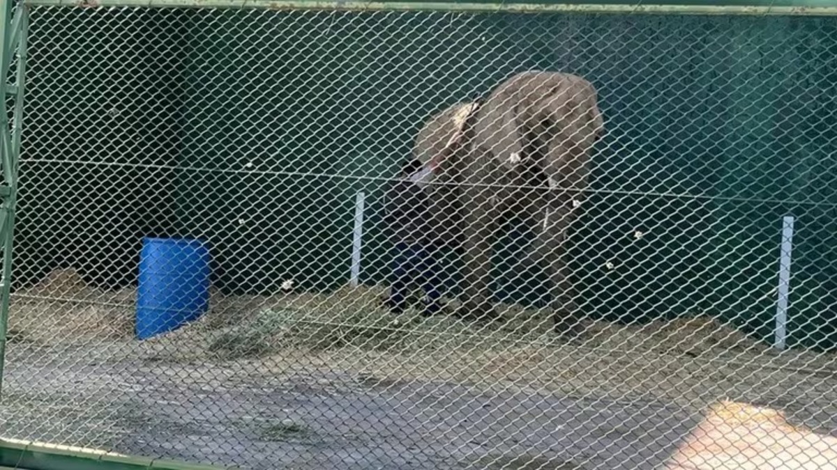 Cette éléphante en état de détresse a été trouvée dans un champ semi-abandonné