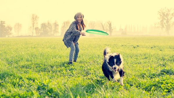Tout ce que vous devez savoir pour jouer avec votre chien ou lui apprendre des tours
