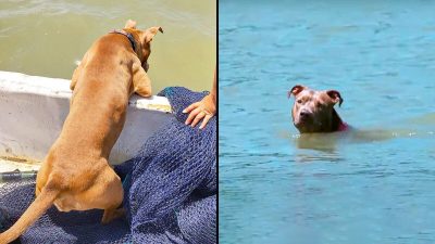 Cette chienne est tombée à la mer et a survécu en nageant 10 Km durant 5 jours pour rentrer chez elle