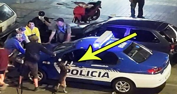 Pendant un contrôle de police, un chien adopte la position parfaite pour être fouillé comme son maître