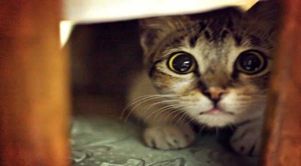 Pourquoi beaucoup de chats sont-ils si nerveux ? C'est ainsi que nous pouvons les aider à surmonter leurs peurs