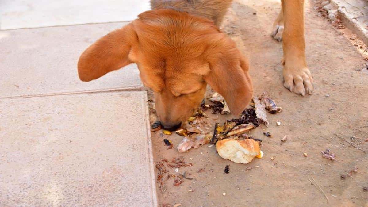 Pourquoi votre chien mangetil tout ce qu