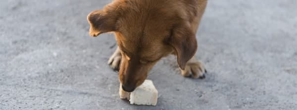 Pourquoi votre chien mange-t-il tout ce qu'il trouve ? Voici comment vous pouvez y remédier 