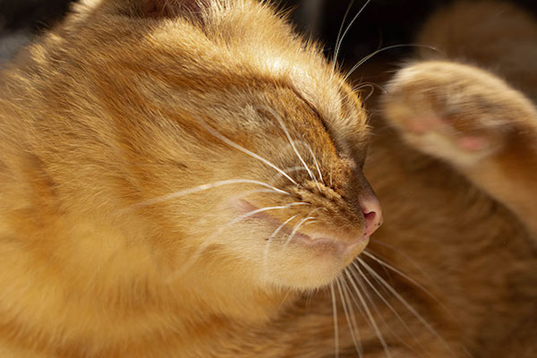 Puces chez le chat : 10 curiosités que vous ne connaissez probablement pas et comment s’en débarrasser