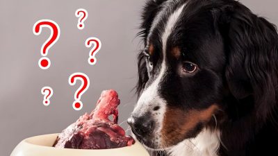 Que se passe-t-il si vous donnez de la viande crue à votre chien ?