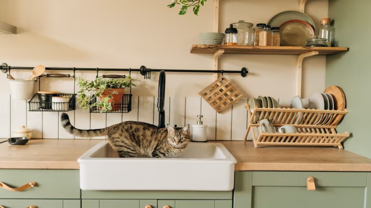 Créer un environnement heureux pour votre chat en appartement, les meilleurs conseils