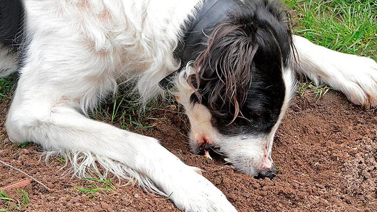 Les raisons étonnantes pour lesquelles un chien mange de la terre