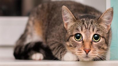 Tout savoir sur l'anxiété de séparation chez le chat selon des experts