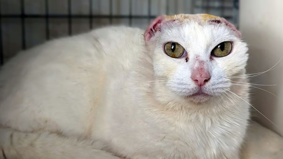 Sans nez et sans oreilles, mais avec la volonté de vivre : une chatte victime d'un cancer cherche un foyer