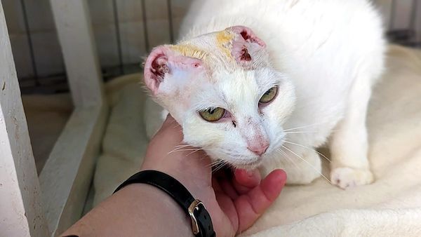 Sans nez et sans oreilles, mais avec la volonté de vivre : une chatte victime d'un cancer cherche un foyer