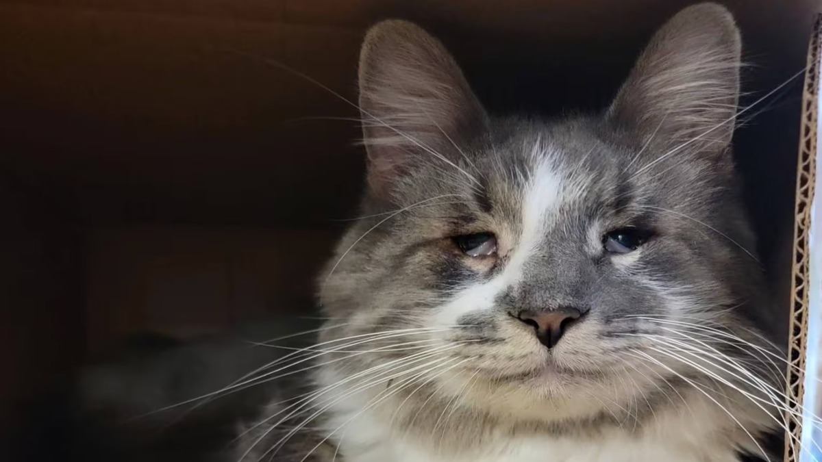 Shibby, le chat triste : en raison de sa condition médicale, personne ne voulait l'adopter