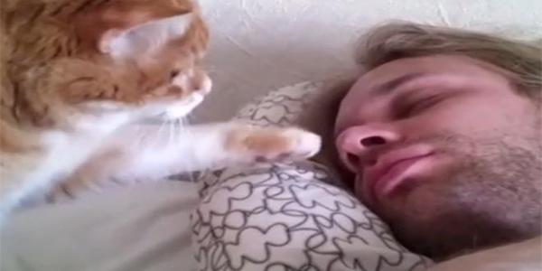 Son chat le réveille chaque matin à 4h, il se venge : la réaction du chat est hilarante