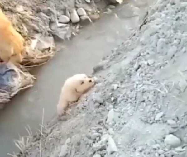 Son chiot est tombé dans un ruisseau, la chienne fait tout pour le sauver